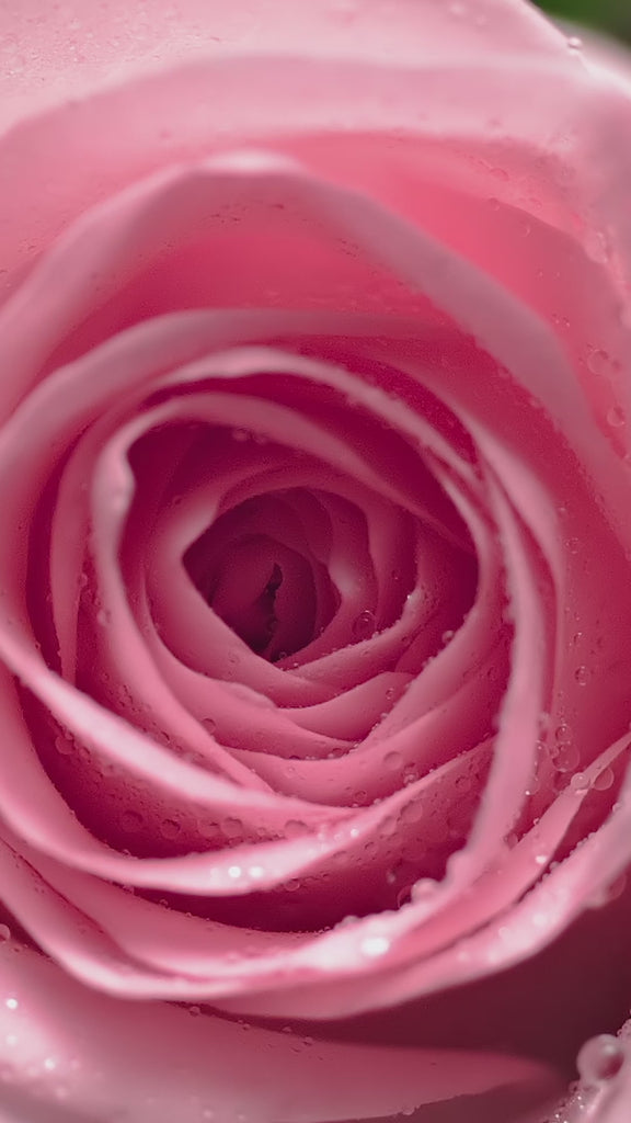 Vidéo sur le sérum la ROSA ARTIST