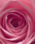 Vidéo sur le sérum la ROSA ARTIST